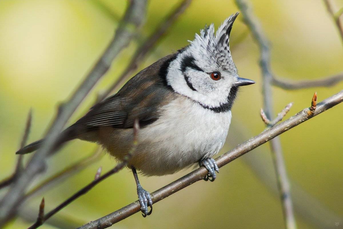 Bird, Lophophanes cristatus, Tit, Wojciech Grzanka