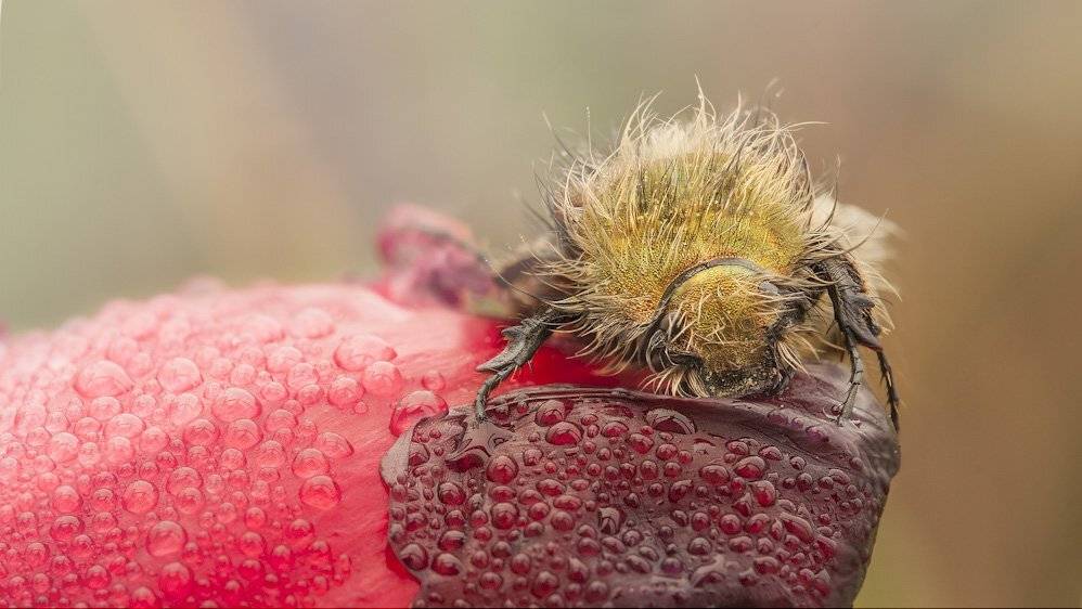 , Роман Рысь