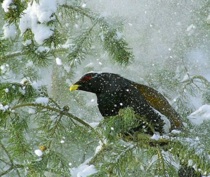 * * * фото превью