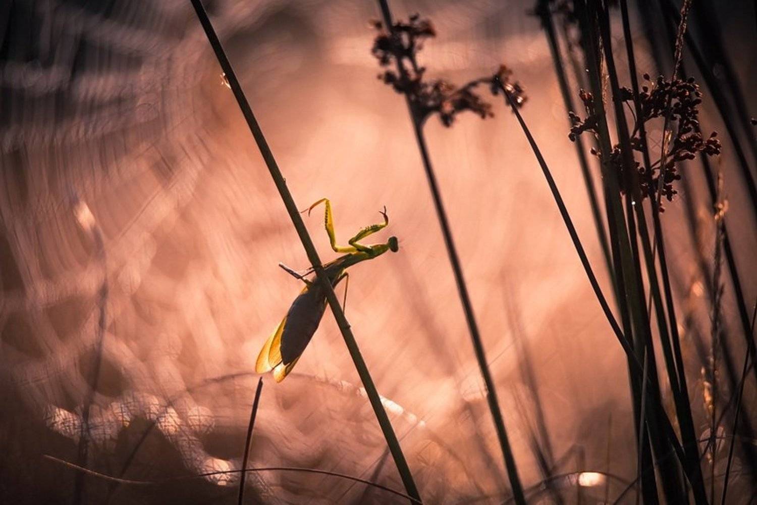 , Вячеслав Мищенко