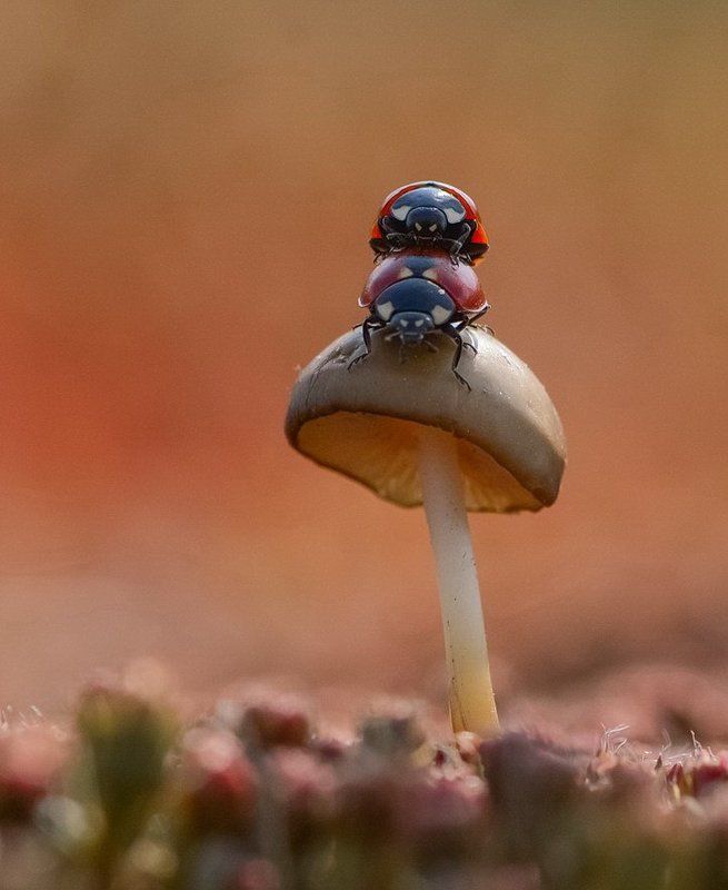 В анфас и профиль. фото превью