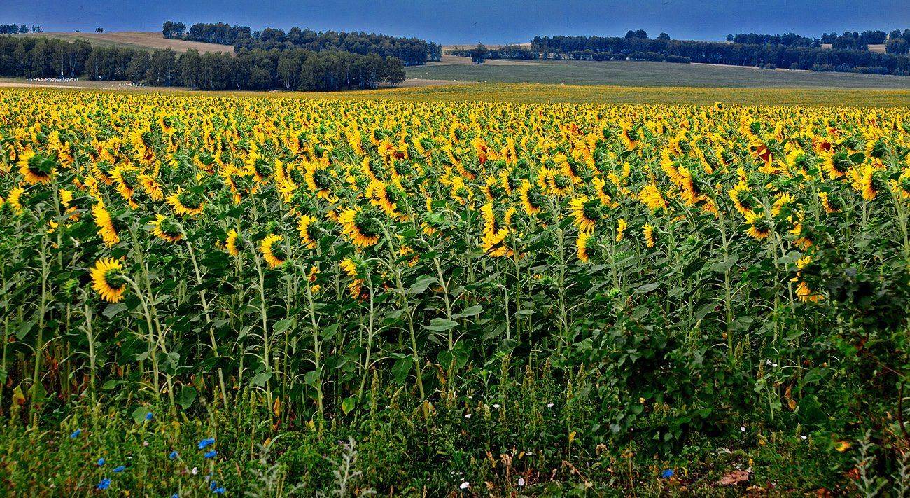 , Качурин Алексей
