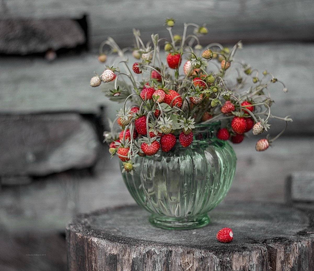 , Svoboda Andreeva