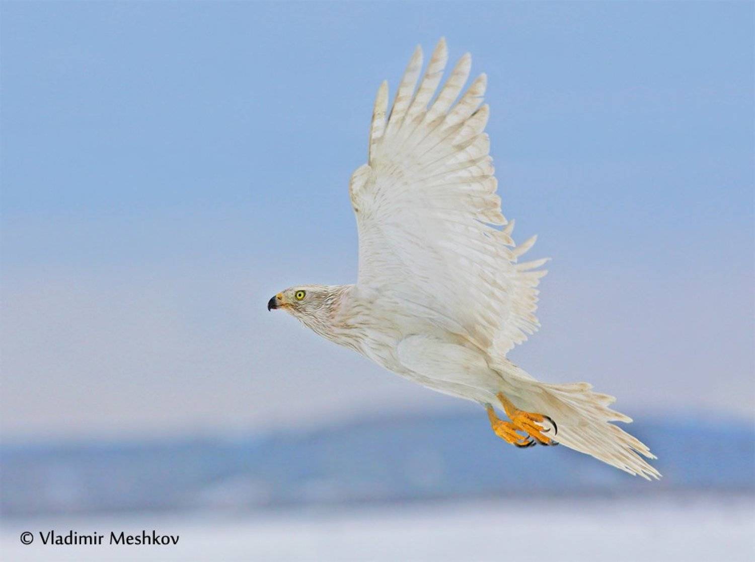 , &copy; =Vladimir Meshkov=