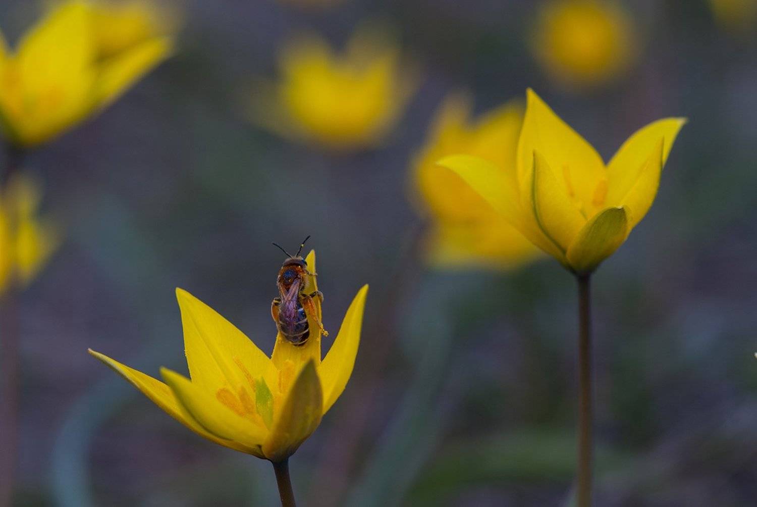 , Орлов Михаил