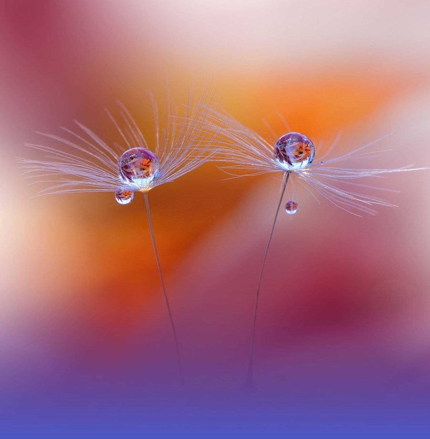 Dandelion, Drop, Macro, Nikon, Water, Juliana Nan