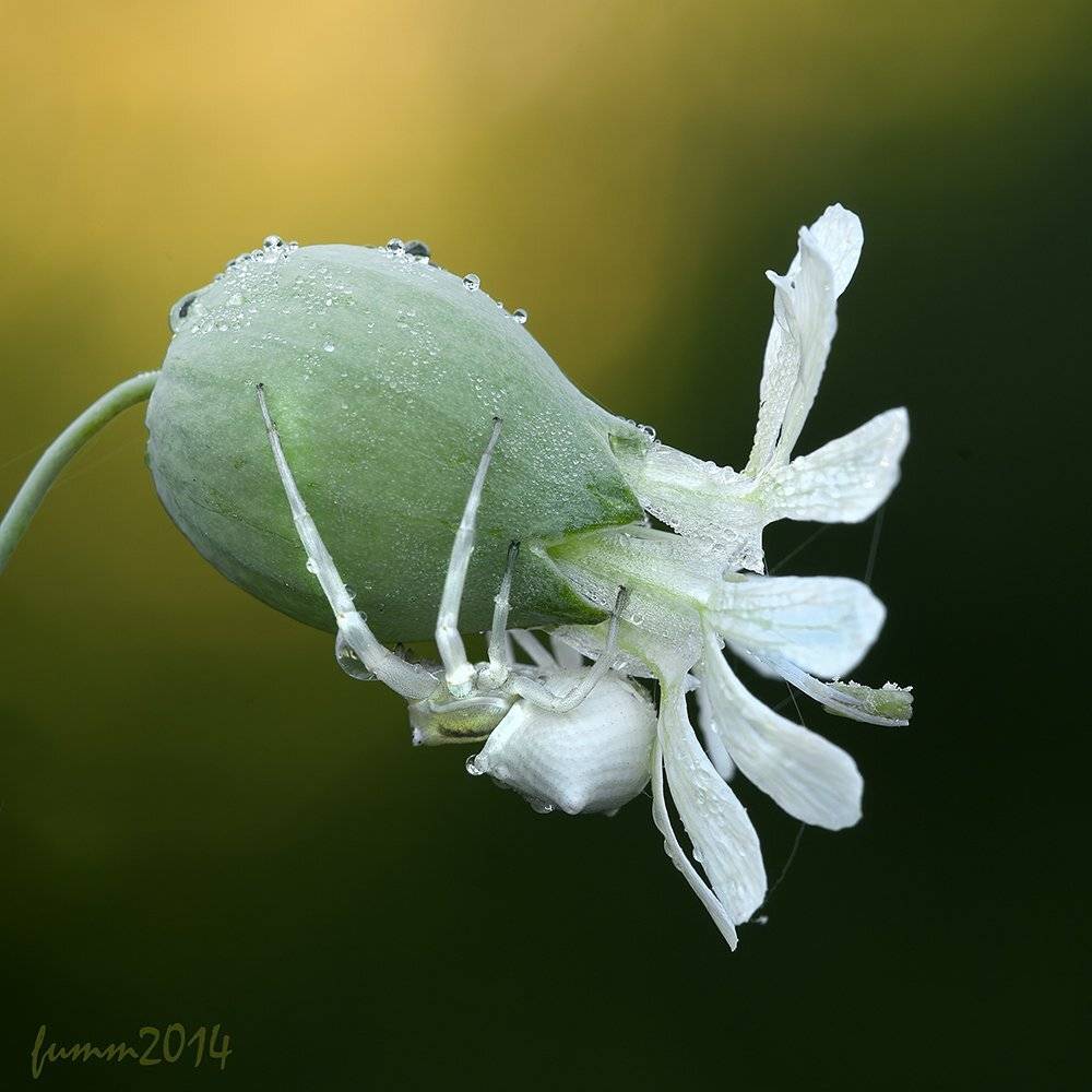 , Игорь ФУММ