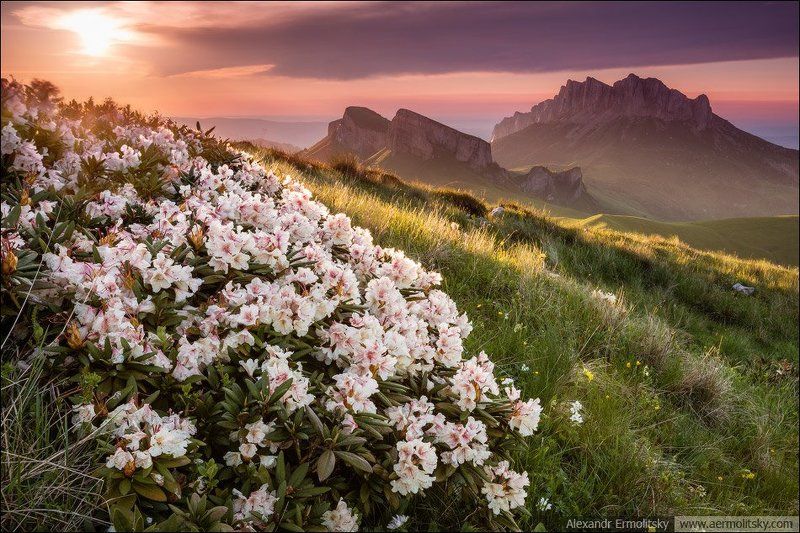 Caucasus, Thachi, Кавказ, Тхачи ~ Стража ~ фото превью