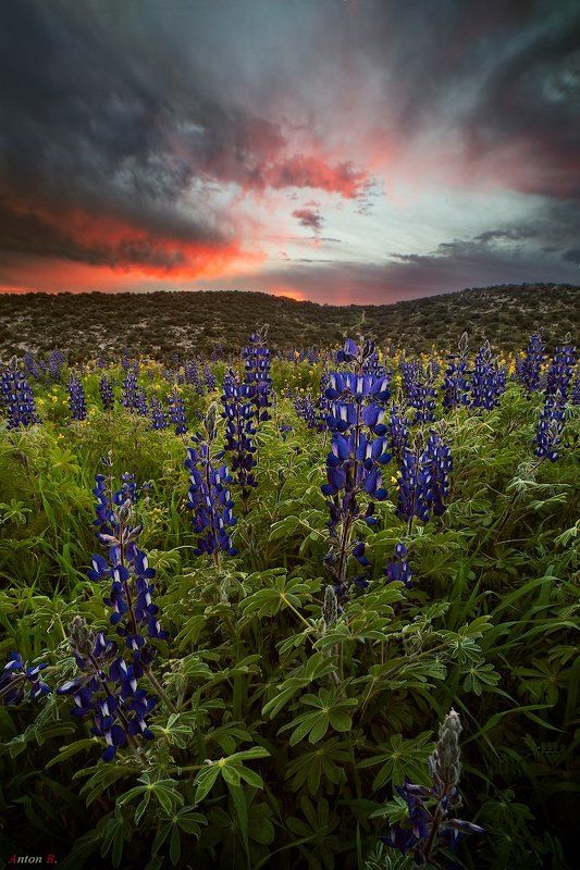 Lupines фото превью