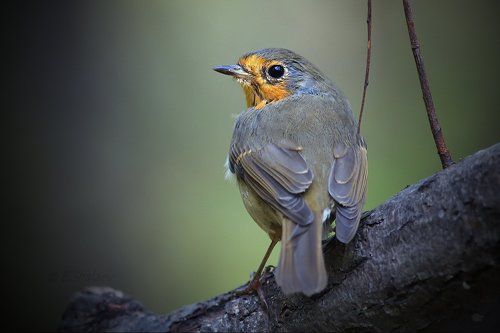 European Robin, Зарянка - Erithacus rubecula