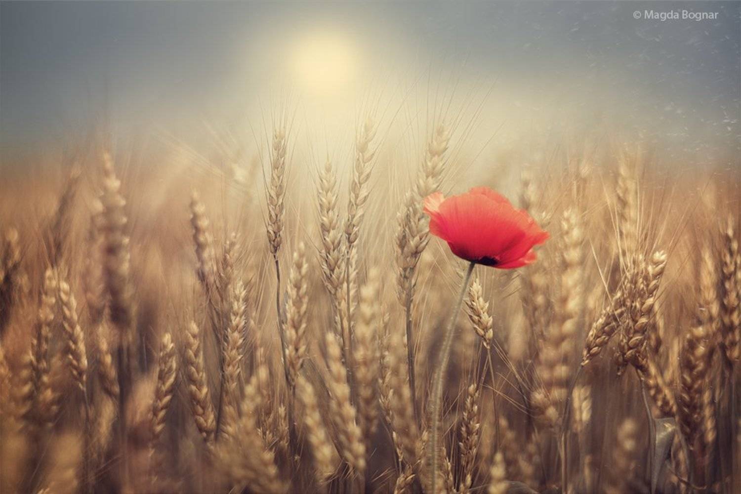 , Magda Bognar