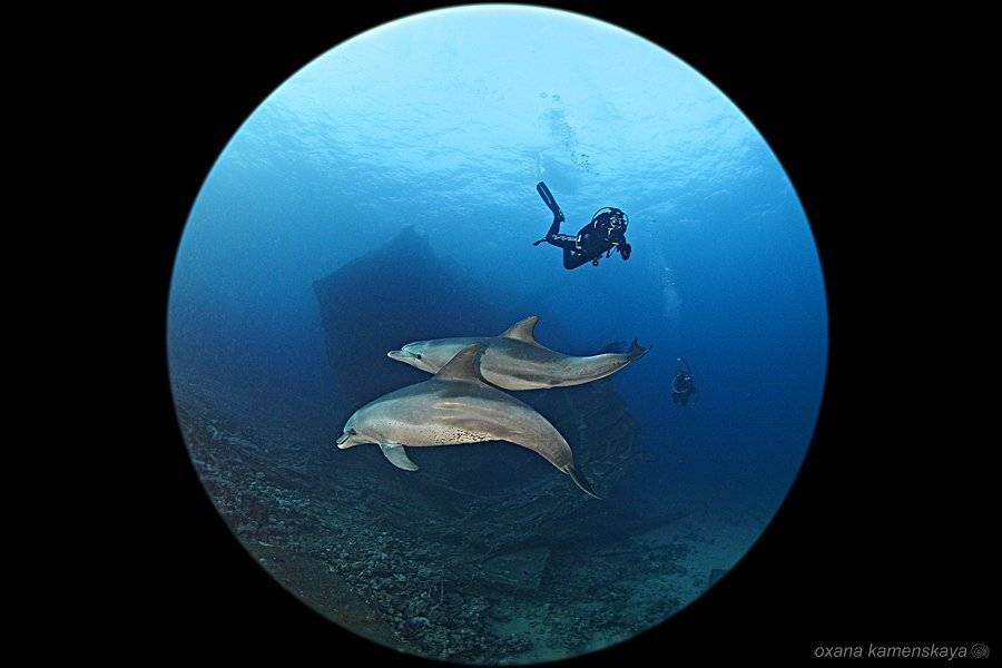 , Оксана Каменская