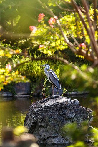 Цапля в Киото