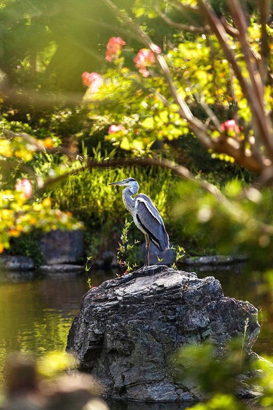Киото, Природа, Птица, Цапля, Япония Цапля в Киото фото превью