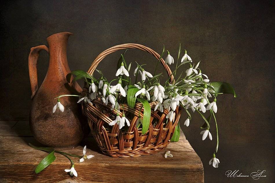 , Алла Шевченко