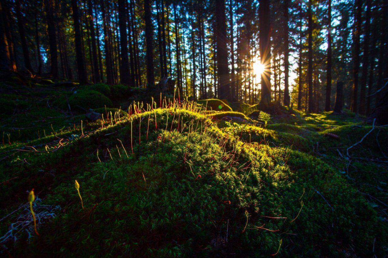 , Ярослав Тюрменко (Jaremi)