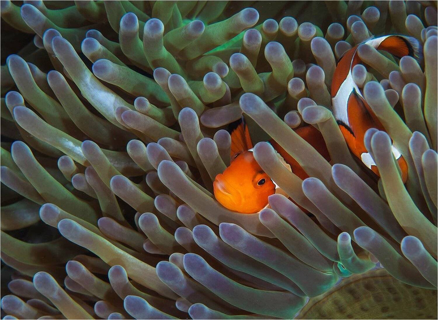 Амфиприон, Анемон, Макро, Сергей Гаспарян