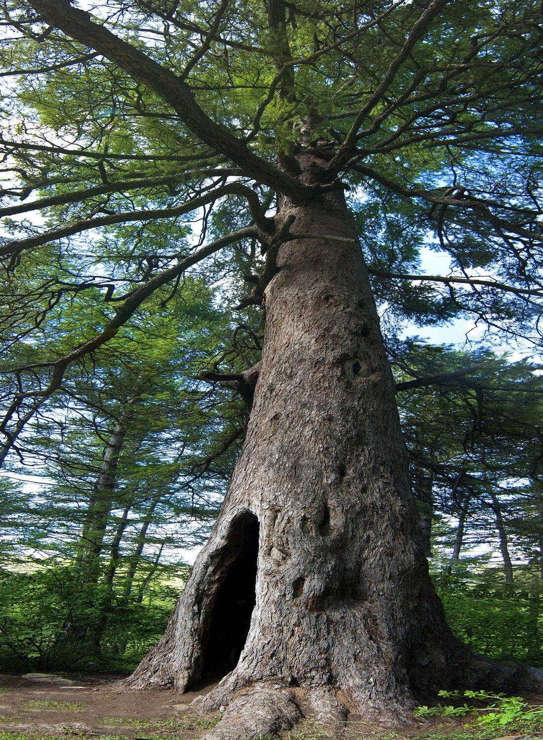 , Качурин Алексей