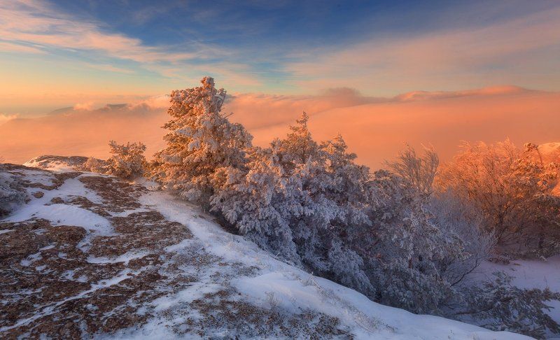 Демерджи, Зима, Крым, Рассвет, Сосны * * * фото превью