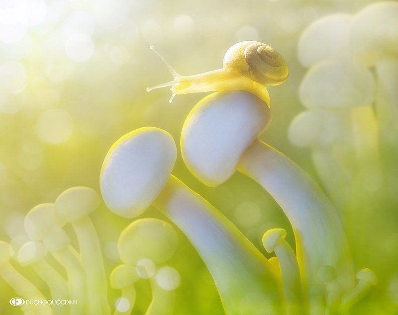 Macro DQD фото превью