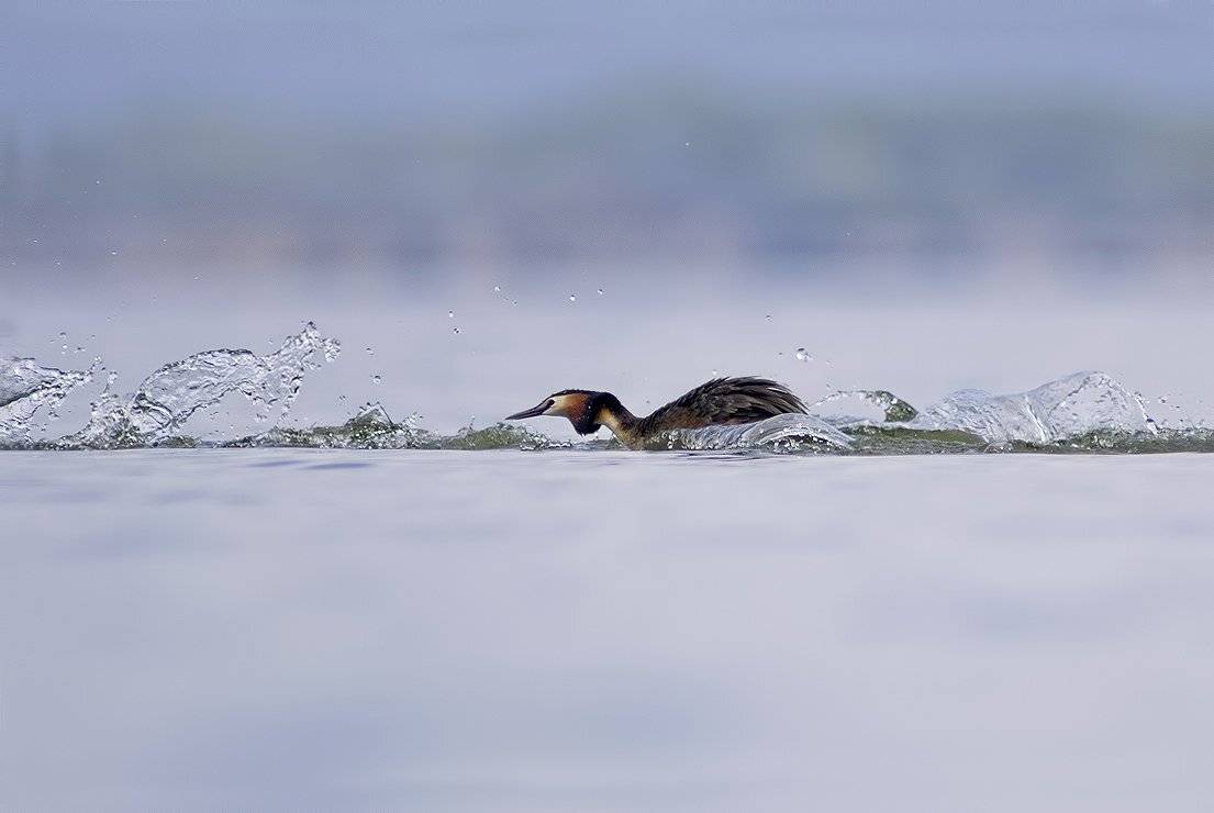 Podiceps cristatus, Голям гмурец, Любовь, Чомга, Евгени Стефанов