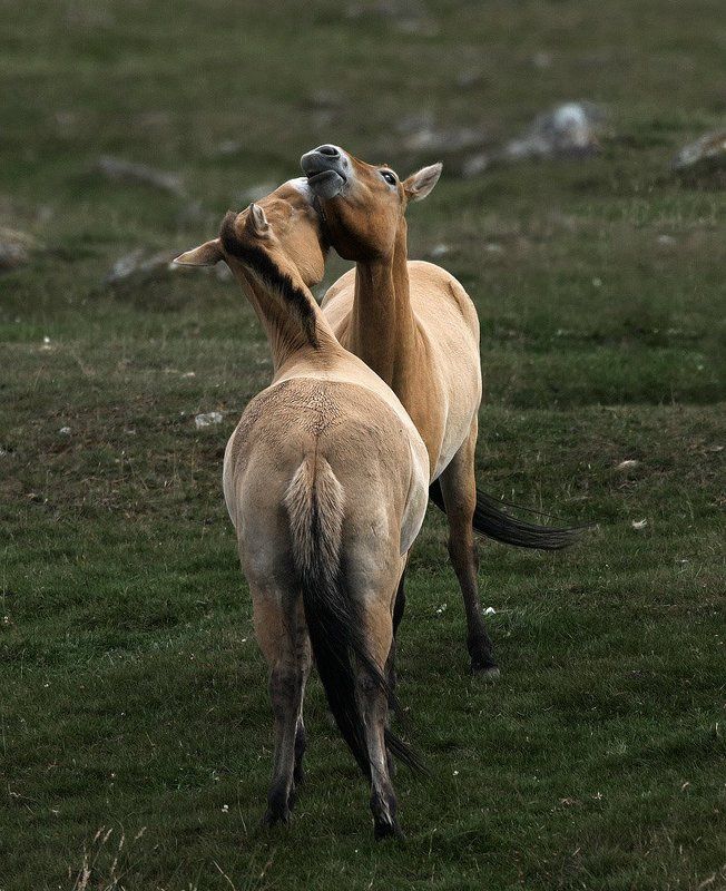 * * * фото превью