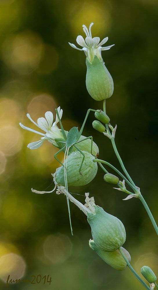 , Игорь ФУММ