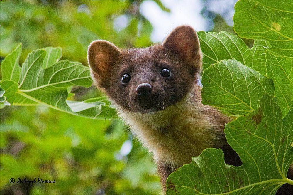 , Ловиков Михаил