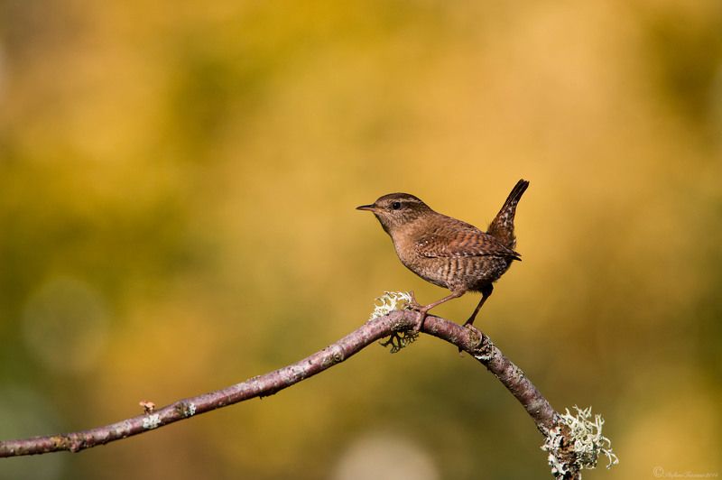 Wren фото превью