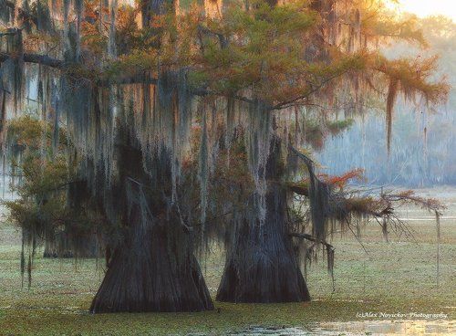 Caddo Lake