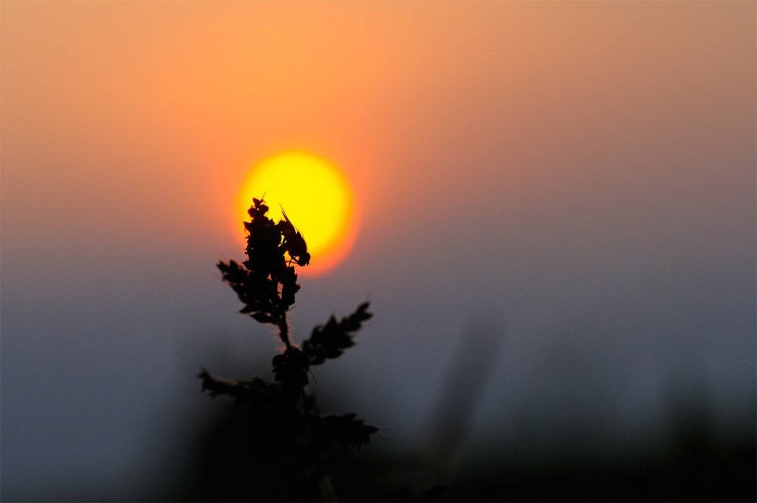 Macro, Nature, Nature Insect, Sunset, Beni Arisandi