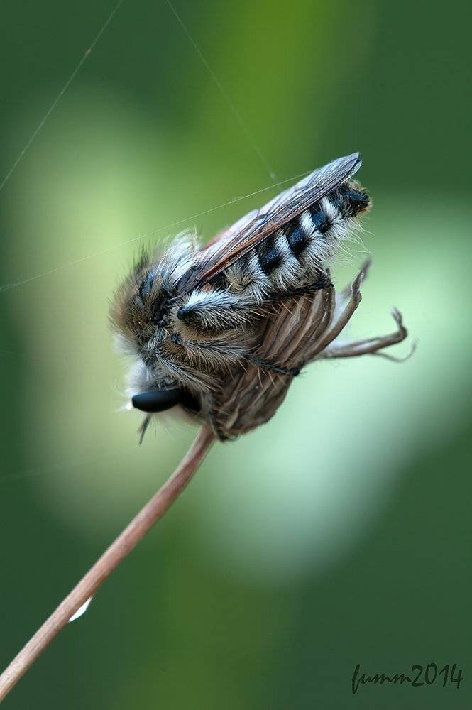 , Игорь ФУММ