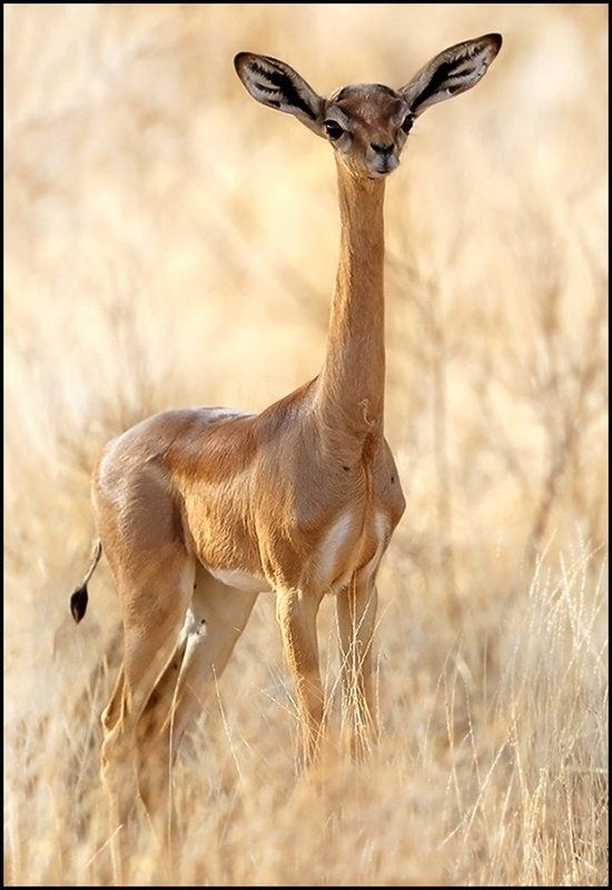 Нежность ... фото превью