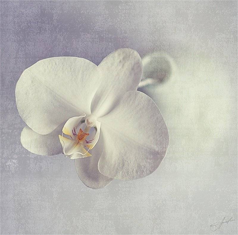 , Svoboda Andreeva