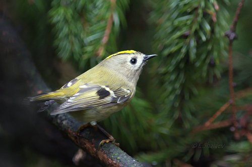 Goldcrest ,Желтоголовый королёк - Regulus regulus