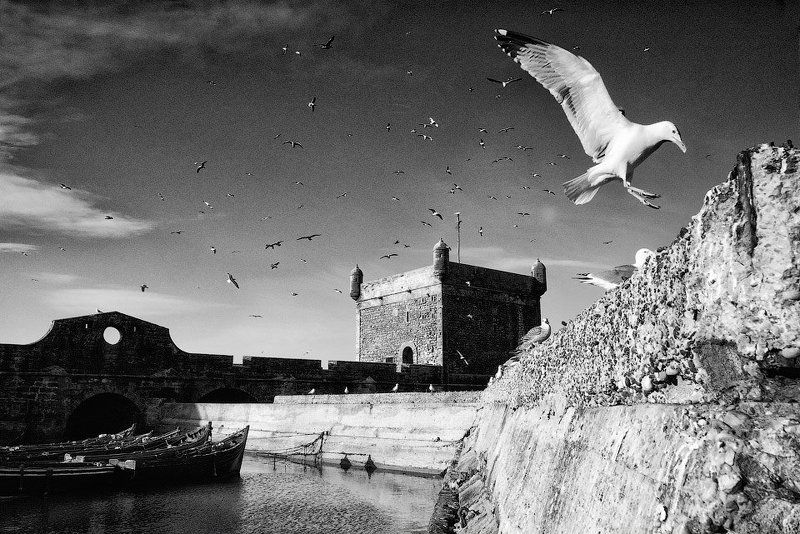 Крепость, Марокко, Рыбаки, Чайки, Эссуэйра Чайки Эссуэйры фото превью