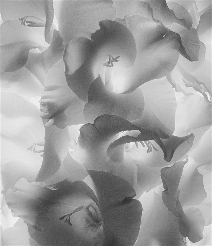 Gladioli фото превью