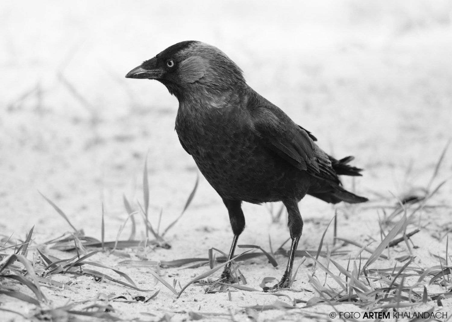 , Артем Халандач