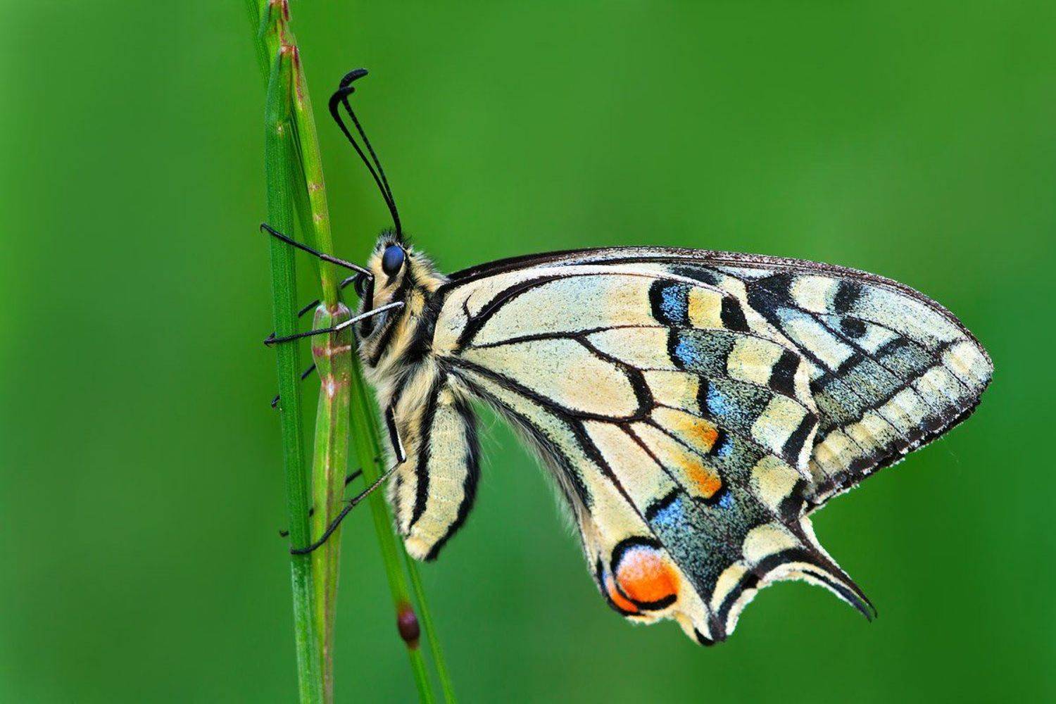 , Emanuele Scandura De Francisco