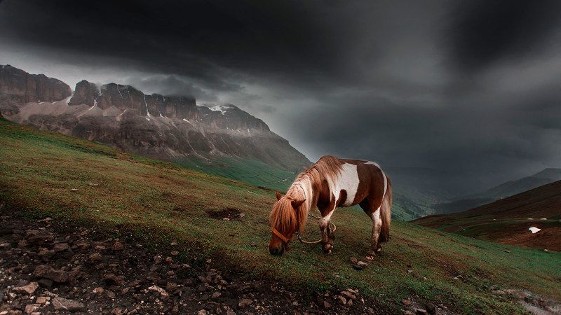 Horse, Italy, Sky На склонах фото превью