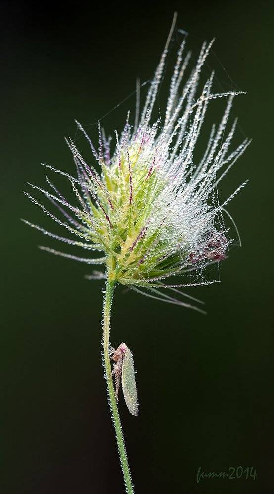 , Игорь ФУММ