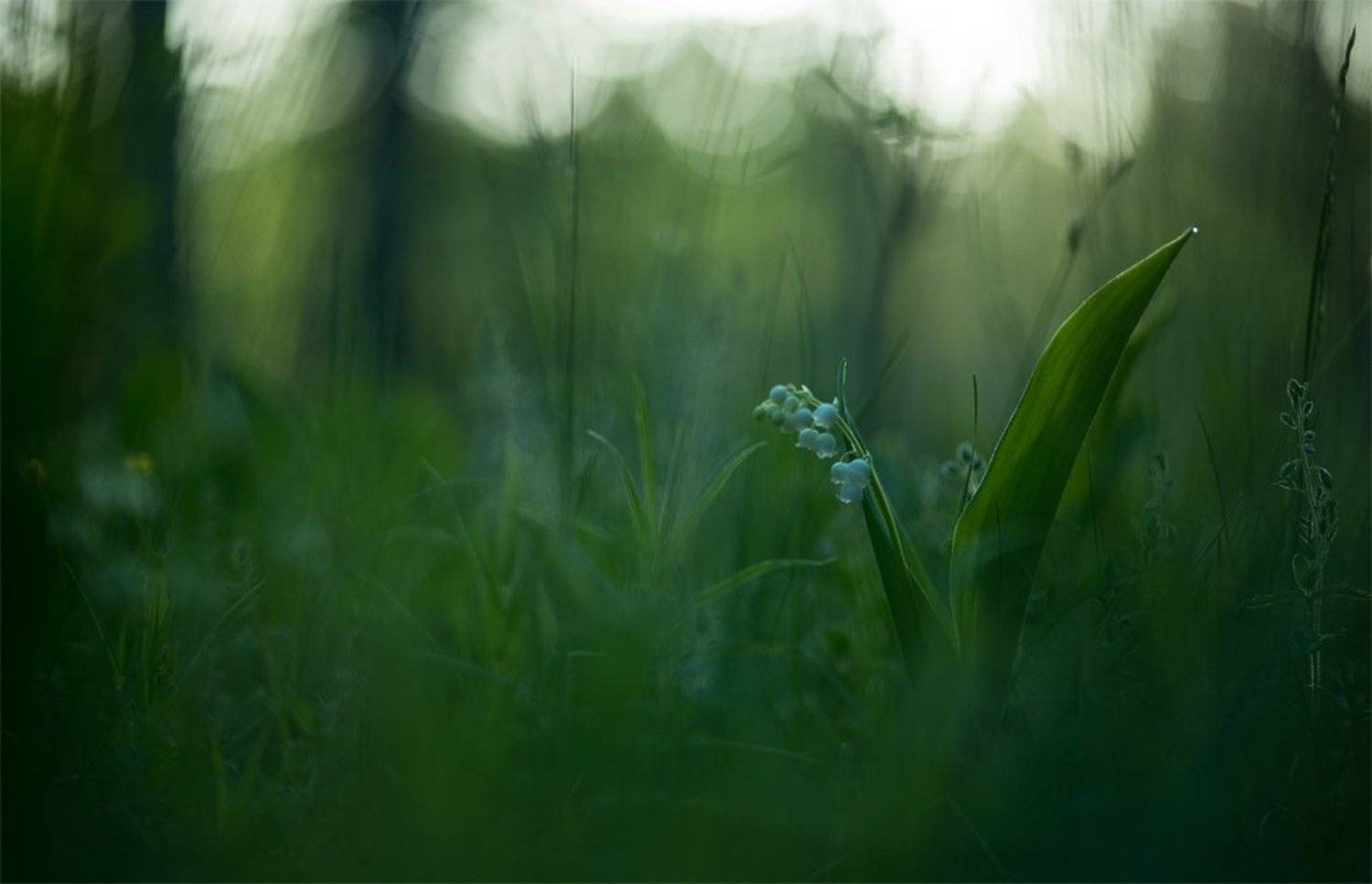 Nikon D 800, Весна, Воронеж, Ландыш, Лес, Май, Природа, Свет, Травы, Цветок, Геннадий Мещеряков