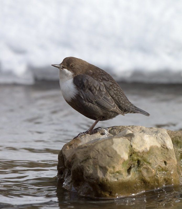 оляпка.портрет Отдохну и нырну фото превью