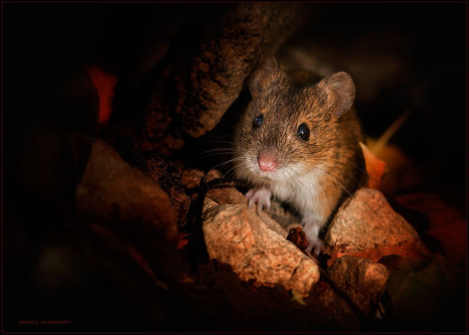 , Валерий Субачев