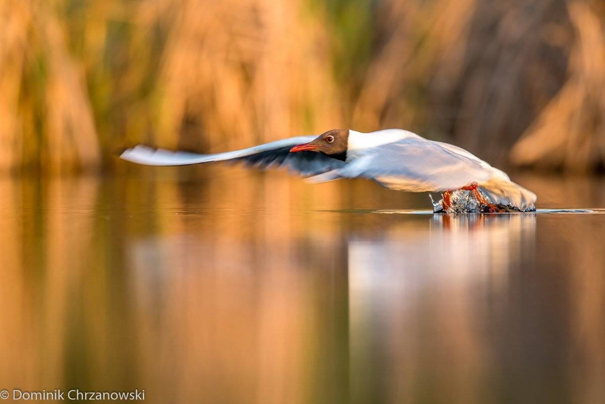 , Dominik Chrzanowski