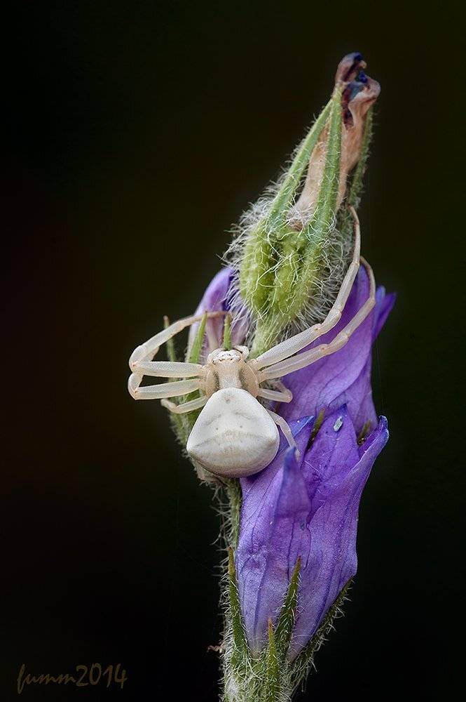 , Игорь ФУММ