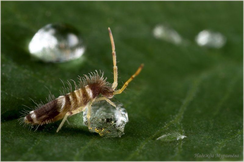 Collembola, Springtail, Коллембола, Ногохвостка Сизиф фото превью