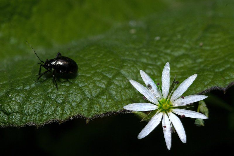 *** фото превью