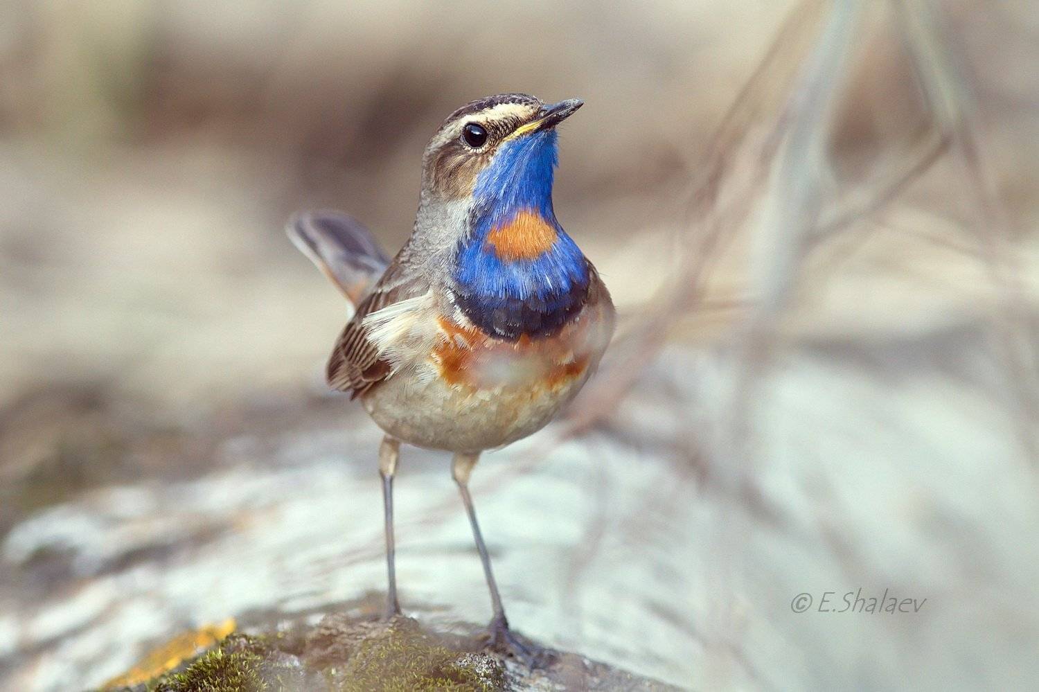 Birds, Bluethroat, Luscinia svecica, Варакушка, Птица, Птицы, Фотоохота, Евгений