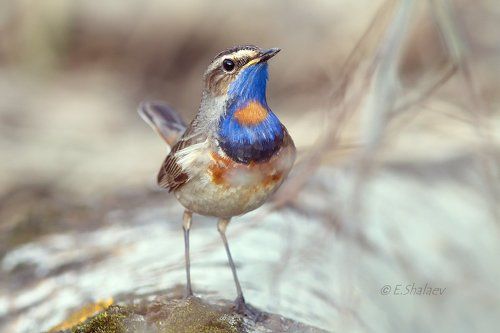Bluethroat ,Варакушка - Luscinia svecica